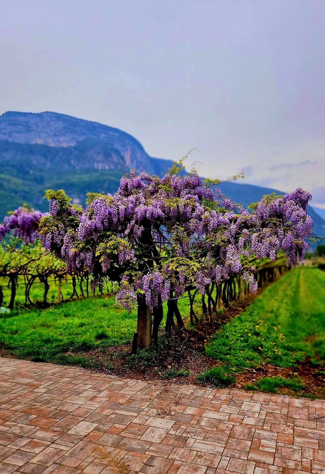 Antico Fienile Agritur Βίλα Mezzocorona Εξωτερικό φωτογραφία